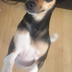 Blanding af racer Laika