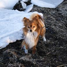 Chihuahua Chico