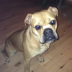 Olde english bulldogge Kida