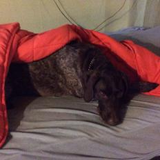 Korthåret hønsehund Bella