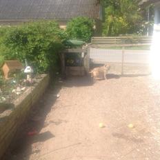 Border terrier Zasha