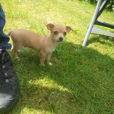 Blanding af racer Gizmo