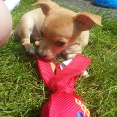 Blanding af racer Gizmo