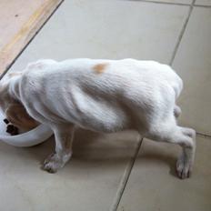 Blanding af racer Anton