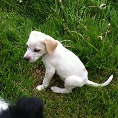 Blanding af racer Anton