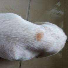 Blanding af racer Anton