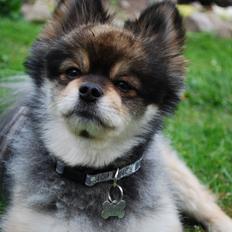 Pomeranian Buddy