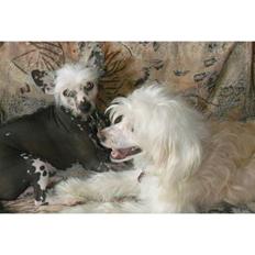 Chinese crested hårløs Kiki