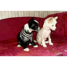 Chinese crested hårløs Kiki