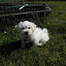 Blanding af racer Terry