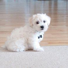 Blanding af racer Terry