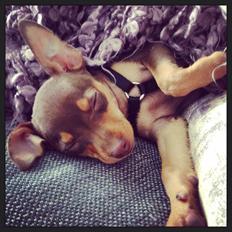 Dvaergpinscher Millie Brown