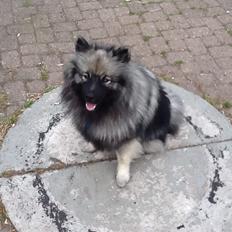 Keeshond Ofelia