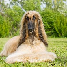 Afghansk mynde Harry