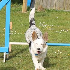 Welsh corgi cardigan Balder