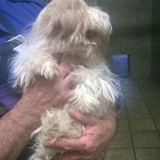 Shih tzu Alma
