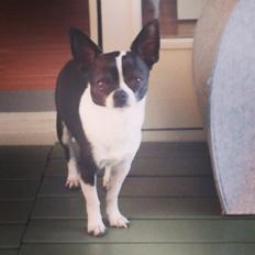 Chihuahua Kato (Min mors charmetrold)