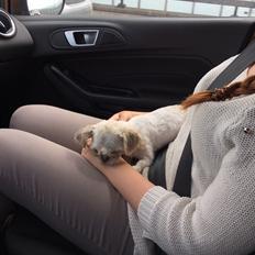 Shih tzu Alma