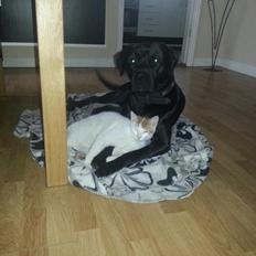 Blanding af racer King