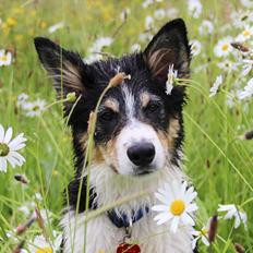 Border collie Skjernå Bordercollie Louis