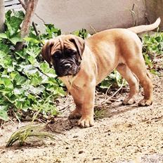 Bullmastiff The artist Bodil Kjær of Showman