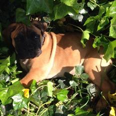 Bullmastiff The artist Bodil Kjær of Showman