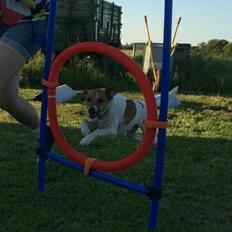 Dansk svensk gaardhund Otto