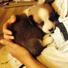 Welsh corgi cardigan Martin