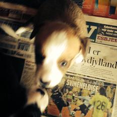 Welsh corgi cardigan Martin