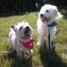 Blanding af racer Carlos