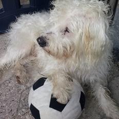 Blanding af racer Carlos