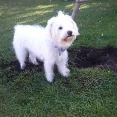 Blanding af racer Carlos