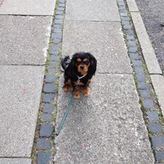 Cavalier king charles spaniel Choko