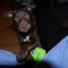 Australsk kelpie Grejaskogens Varro