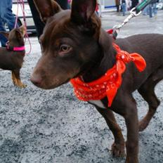 Australsk kelpie Grejaskogens Varro