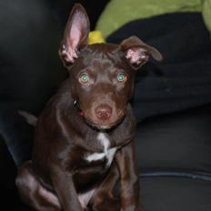 Australsk kelpie Grejaskogens Varro