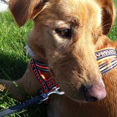 Blanding af racer Billy