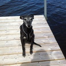 Whippet Dragonwing Breeze (Nanna)