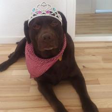 Labrador retriever Nanna * 7 år.