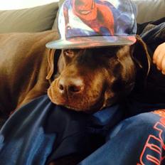 Labrador retriever Nanna * 7 år.