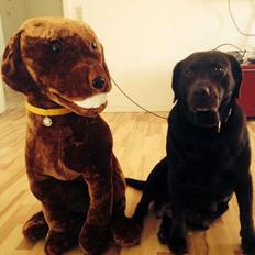 Labrador retriever Nanna * 7 år.