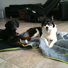 Border collie Kanobi's Dot Com aka Bob