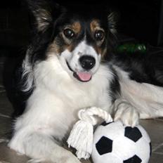 Border collie Kanobi's Dot Com aka Bob