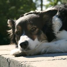 Border collie Kanobi's Dot Com aka Bob