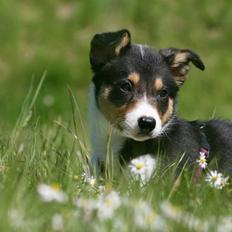 Border collie Cirkus