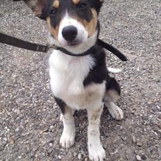 Border collie Cirkus