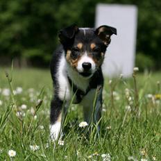Border collie Cirkus