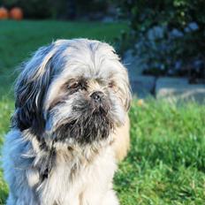 Shih tzu Anton