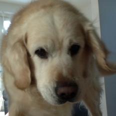 Golden retriever Gantu