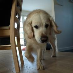 Golden retriever Gantu